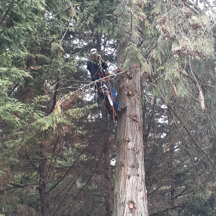 Tree removal