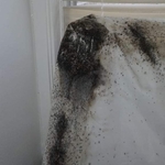 bedbugs