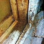 bedbugs