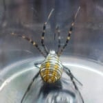 garden Spider