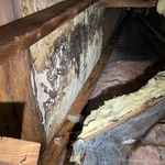 Fungal growth in a hard to reach attic