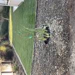 FRONT YARD CLEAN UP