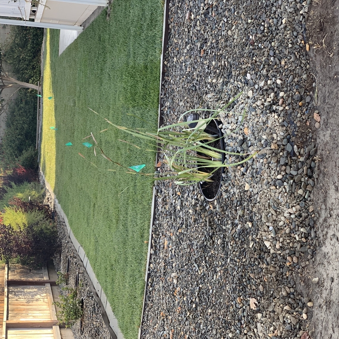 FRONT YARD CLEAN UP
