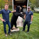A Beary Unique Removal