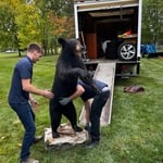 A Beary Unique Removal