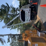 TREE REMOVAL
