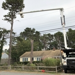 Pine tree removal