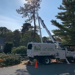 tree removal