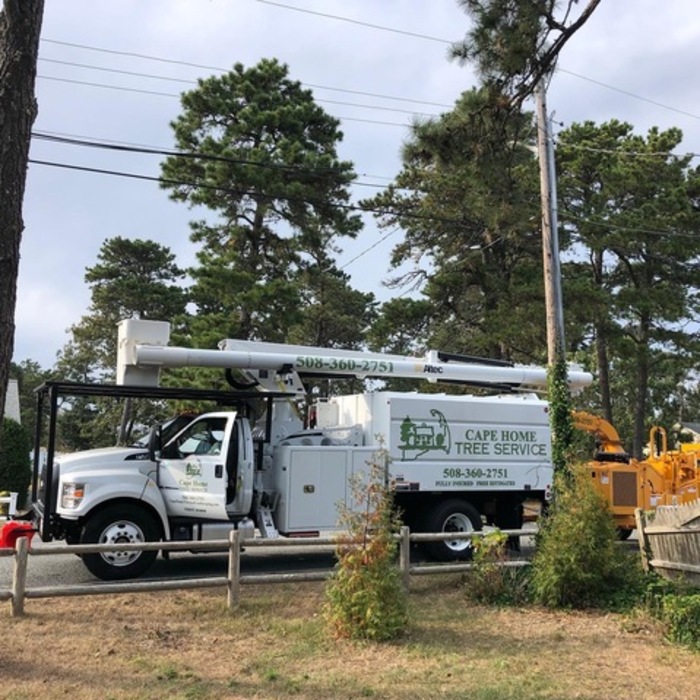 tree removal