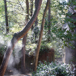 Mist in the Trees