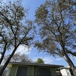 Tree Trimming