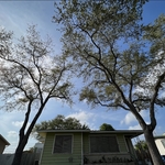 Tree Trimming