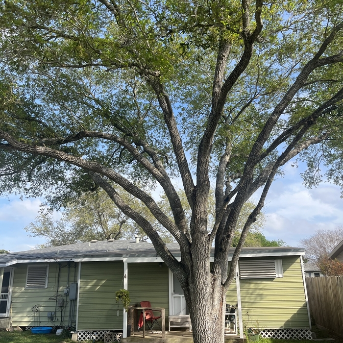 Tree Trimming