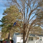 Tree Service