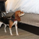 Sadie sniffing out bed bugs