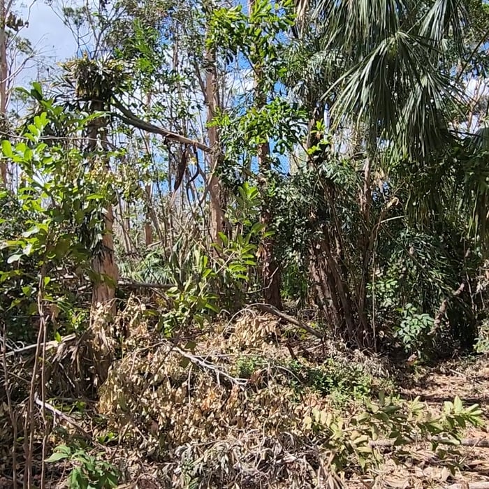 Hurricane Ian Cleanup