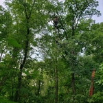 Can you find Chuck?