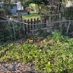Fence
