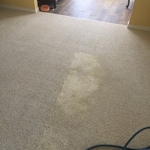 Pet stain removal, look in center compared to edge