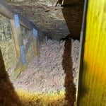 Attic Mold