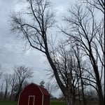 Maple tree removal
