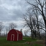Maple tree removal