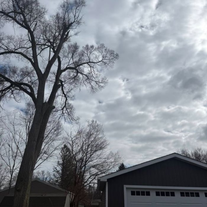 elm tree limb
