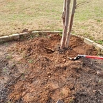 Second shrub dig