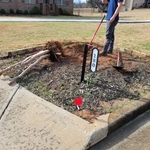 Second shrub removal