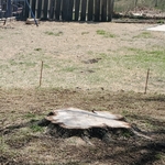 Large oak stump