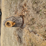 Stump removal