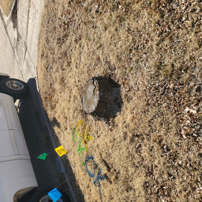 Stump next to several buried utilities