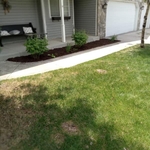 Yard Clean up