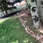 Yard Clean up