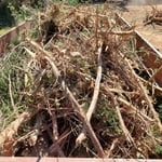 Debris removal in Springfield