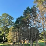Tree Services