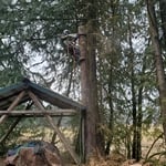 Cedar Tree