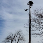 Fir Tree