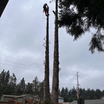 Cedar Tree Clackamas
