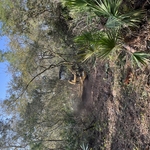 Forestry mulching