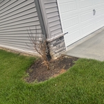 Tree next to garage