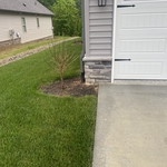 Tree next to garage