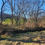 Overgrown brush