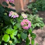 Landscape Maintenance