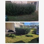 Hedge and Tree Trimming