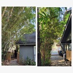 Hedge and Tree Trimming