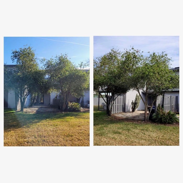 Hedge and Tree Trimming