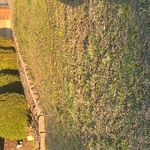 Hedges/Schrubs