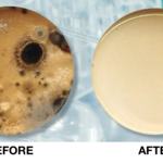 Molded Petri Dish Before and After