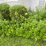 Mulching job